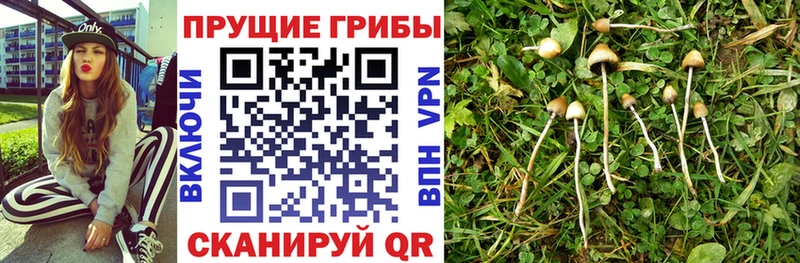 Галлюциногенные грибы MAGIC MUSHROOMS  Могоча 